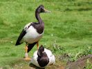 Magpie Goose (WWT Slimbridge July 2012) - pic by Nigel Key